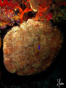 There are lots of old sponges still intact after all of t... by Steven Anderson 